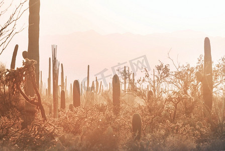 saguaro摄影照片_大Saguaro仙人掌在一个山，亚利桑那州，美国