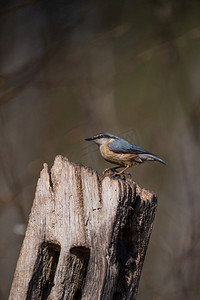 美丽的形象在风景设置在春天围栏上的Nuthatch鸟Sitta Europaea