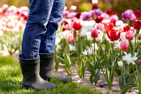 花朵与园丁摄影照片_园艺与人的概念-身着胶靴和郁金香花朵的人在夏季花园的特写。郁金香花园里穿着胶靴的男子的特写