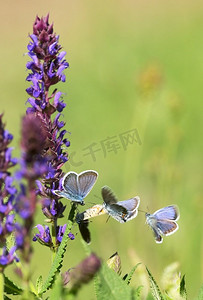 特写：田野上的蓝蝴蝶