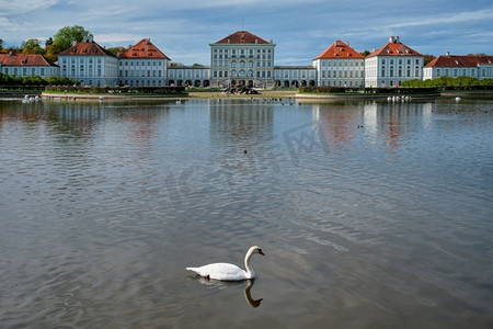 天鹅在宁芬堡宫殿前的池塘里。慕尼黑，巴伐利亚，德国。天鹅在宁芬堡宫附近的池塘。慕尼黑，德国