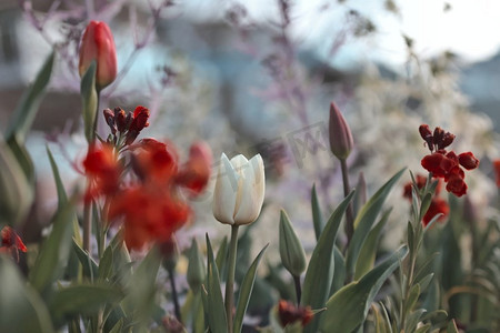 春天的花田。美丽的春天背景。春天花园里的郁金香。农业和园艺主题。