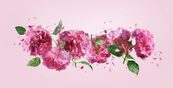 粉色，花卉，花边，合成