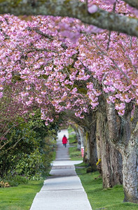 街道上樱花盛开的小巷