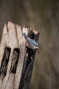 美丽的形象在风景设置在春天围栏上的Nuthatch鸟Sitta Europaea