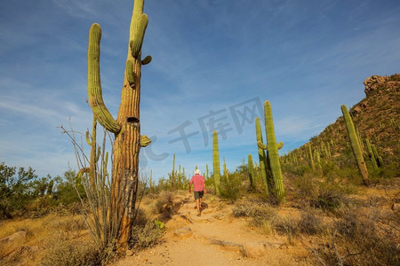 大Saguaro仙人掌在一个山，亚利桑那州，美国