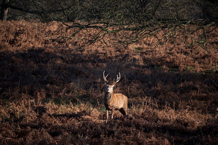 冬的野生动物摄影照片_独奏红鹿Elaphus美丽的肖像在金色黎明阳光在冬天在林地景观