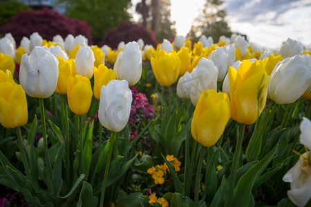 花卉主题摄影照片_春天的花田。美丽的春天背景。春天花园里的郁金香。农业和园艺主题。