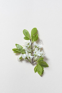 清新的春树花铺在白色的背景上。网页日历的原创春季模板..春树在白色的背景上绽放。