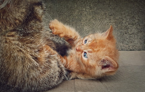 活泼的橙色小猫和他慈爱的妈妈猫玩耍。搞笑的姜黄色小猫