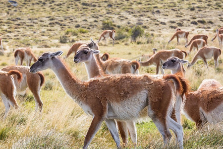 拉丁文摄影照片_南美洲智利巴塔哥尼亚草原的野生瓜尼科(Lama Guanicoe)