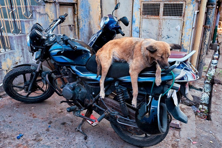 狗睡在摩托车在印度街。印度拉贾斯坦邦焦特布尔。狗睡在摩托车在印度街