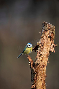 美丽的春天风景图像蓝山雀Cyanistes Caeruleus鸟在森林栖息在树枝