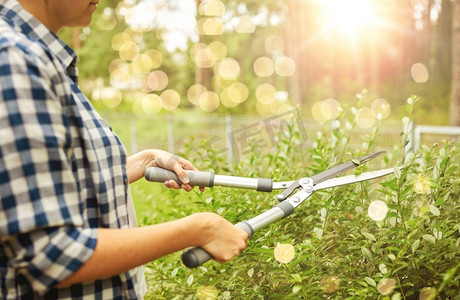 园艺和人的概念—妇女与修剪机或修剪剪刀削减分支在夏季花园。妇女与修剪机削减分支在花园