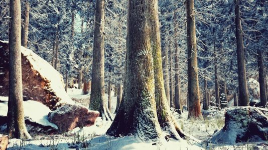 晴天的冬日平静的森林