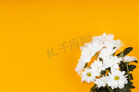各种各样摄影照片_各种各样的白色花朵与复制空间