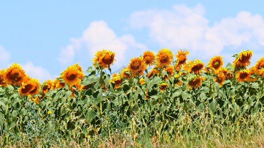 田野国风摄影照片_农业领域与盛开的黄色向日葵由夏季时间。法国普罗旺斯田野盛开的向日葵，普罗旺斯法国。