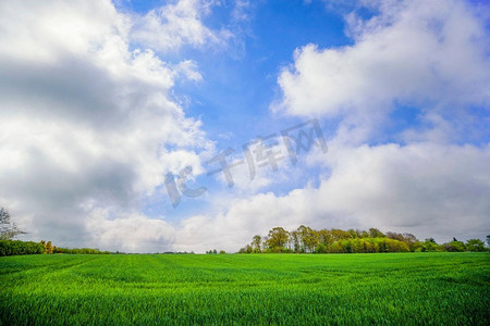 绿色草原背景摄影照片_绿色的领域在一个农村乡村风景与新鲜的农作物