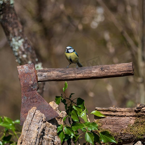 蓝色山雀Cyanistes Caerulueus鸟的美丽的春天图像在老乡村斧头在林地景观设置