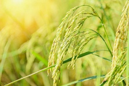 稻田，在农场农业关闭水稻矮树 