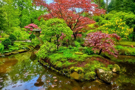 雨后的小日本花园，荷兰海牙克林根代尔公园。荷兰海牙克林根代尔公园日式花园