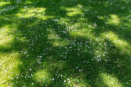 花卉修剪摄影照片_自然，植物学和植物学概念—雏菊花盛开在绿色修剪的夏季草坪。雏菊花盛开在绿色修剪的夏季草坪