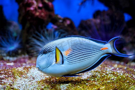五颜六色的热带鱼 sohal surgeonfish acanthurus sohal sohal tang