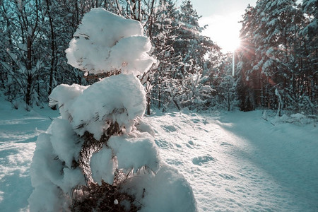 下雪的森林摄影照片_冬季风景秀丽的白雪覆盖的森林。很适合作为圣诞节的背景。
