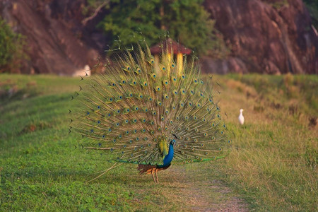斯里兰卡田野里的野生孔雀