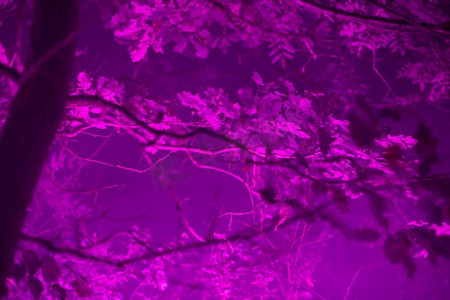 树木被荧光紫色迷幻的颜色照亮