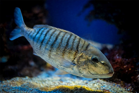 沙钢鱼，石龙鱼，海底鱼，背景是珊瑚。海里水下的沙钢纹鱼