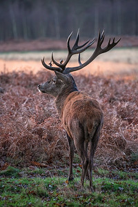 冬的野生动物摄影照片_独奏红鹿Elaphus美丽的肖像在金色黎明阳光在冬天在林地景观