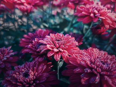 深红色背景摄影照片_特写红菊花在花园与晨露滴花瓣。美丽的深红色花束背景