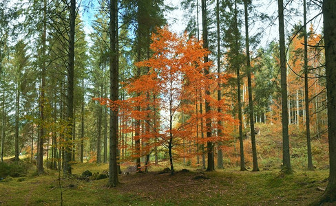 十月森林里孤独的金色秋天树