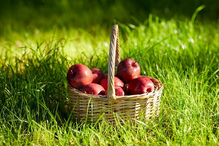 季节，园艺和收获的概念-红色成熟的苹果放在草地上的柳条篮子里。用柳条筐装在草地上的红色成熟苹果