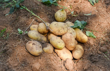 新鲜的马铃薯植物在地面上，收获成熟的马铃薯农产品从马铃薯田
