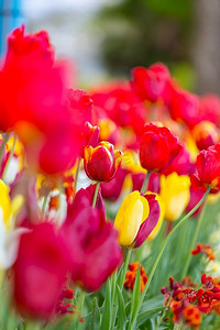 春花田。美丽的春天背景春天花园里的郁金香。农业和园艺主题。