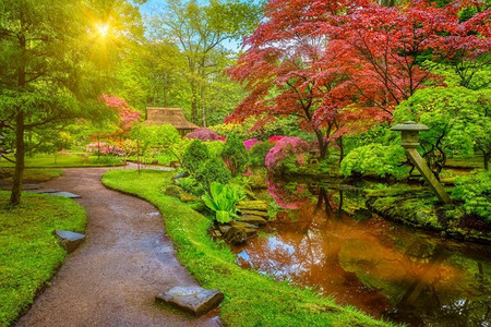 雨后的小日本花园，荷兰海牙克林根代尔公园。荷兰海牙克林根代尔公园日式花园