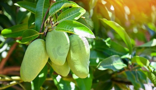 生的摄影照片_悬挂在有叶子背景的芒果树的芒果在夏天水果园果园，年轻的生绿色芒果果