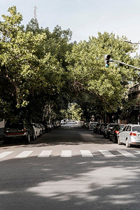 用树木卡观赏城市街道
