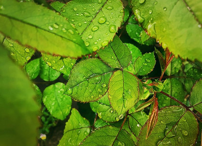 雨点落在绿叶上。用露珠把玫瑰叶关闭。自然背景纹理