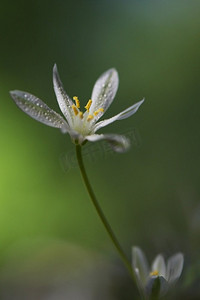 绿色希望之星摄影照片_伯利恒之星或伞形鸟巢的特写白花