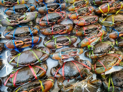 生的冰蟹，在餐馆或海鲜市场熟食的新鲜海鲜蟹，泥蟹
