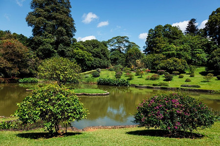 皇家花摄影照片_1821年在斯里兰卡康提发现Peradeniya皇家植物园的植物池塘。Peradeniya皇家植物园康提，斯里兰卡