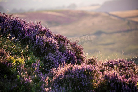 风景淡紫色摄影照片_用选择性聚焦技术透过石南花进入乡村的美丽晚夏风景图像