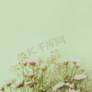 紫菀摄影照片_紫菀婴儿的呼吸花底部绿色背景