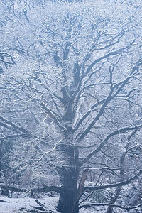 苏格兰洛蒙德湖沿岸冬季降雪期间被积雪覆盖的树木的美丽简单风景图像