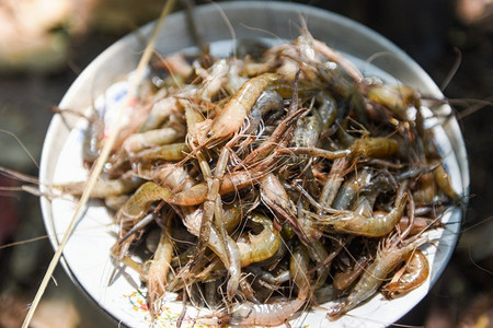 新鲜小虾，野生淡水虾盘，天然虾河