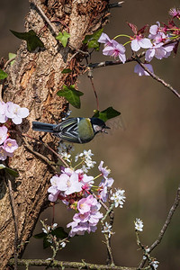美丽的春天风景图象大山雀鸟Parus主要在粉红色的开花树在森林设置与五颜六色的充满活力的颜色