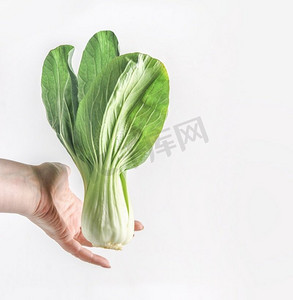 妇女手拿着整个生白菜在白色背景。健康的绿色亚洲蔬菜配料烹饪。前视图。